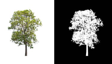 Kesme yolu ile şeffaf resim arkaplan üzerinde ağaç, kırpma yolu olan tek ağaç ve siyah arkaplanda alfa kanalı