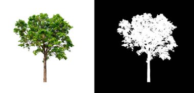 Kesme yolu ile şeffaf resim arkaplan üzerinde ağaç, kırpma yolu olan tek ağaç ve siyah arkaplanda alfa kanalı