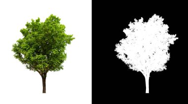Kesme yolu ile şeffaf resim arkaplan üzerinde ağaç, kırpma yolu olan tek ağaç ve siyah arkaplanda alfa kanalı