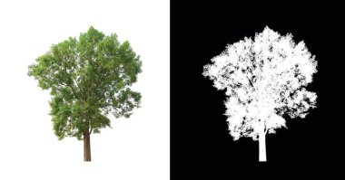 Kesme yolu ile şeffaf resim arkaplan üzerinde ağaç, kırpma yolu olan tek ağaç ve siyah arkaplanda alfa kanalı
