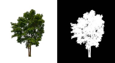 Kesme yolu ile şeffaf resim arkaplan üzerinde ağaç, kırpma yolu olan tek ağaç ve siyah arkaplanda alfa kanalı