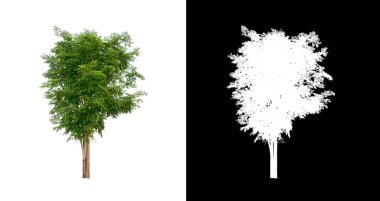 Kesme yolu ile şeffaf resim arkaplan üzerinde ağaç, kırpma yolu olan tek ağaç ve siyah arkaplanda alfa kanalı