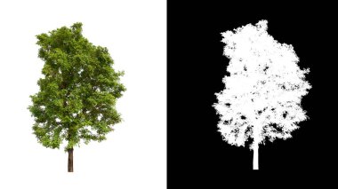 Kesme yolu ile şeffaf resim arkaplan üzerinde ağaç, kırpma yolu olan tek ağaç ve siyah arkaplanda alfa kanalı