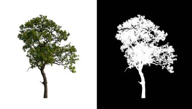Kesme yolu ile şeffaf resim arkaplan üzerinde ağaç, kırpma yolu olan tek ağaç ve siyah arkaplanda alfa kanalı