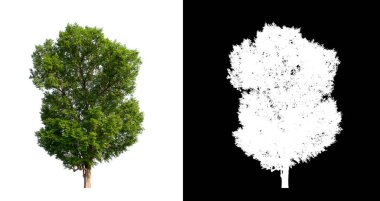 Kesme yolu ile şeffaf resim arkaplan üzerinde ağaç, kırpma yolu olan tek ağaç ve siyah arkaplanda alfa kanalı