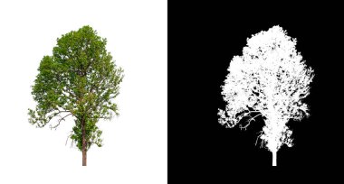 Kesme yolu ile şeffaf resim arkaplan üzerinde ağaç, kırpma yolu olan tek ağaç ve siyah arkaplanda alfa kanalı