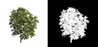 Kesme yolu ile şeffaf resim arkaplan üzerinde ağaç, kırpma yolu olan tek ağaç ve siyah arkaplanda alfa kanalı