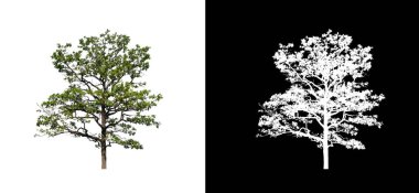 Kesme yolu ile şeffaf resim arkaplan üzerinde ağaç, kırpma yolu olan tek ağaç ve siyah arkaplanda alfa kanalı