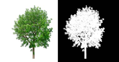Kesme yolu ile şeffaf resim arkaplan üzerinde ağaç, kırpma yolu olan tek ağaç ve siyah arkaplanda alfa kanalı