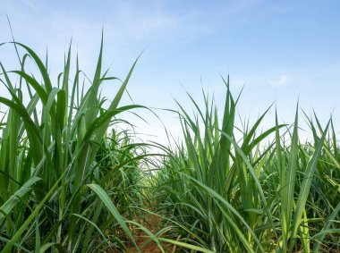 Gün batımında şeker kamışı tarlası