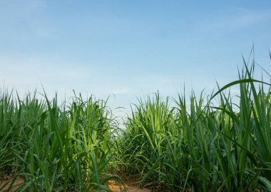 Gün batımında şeker kamışı tarlası