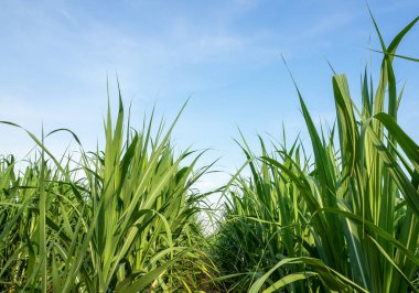 Gün batımında şeker kamışı tarlası