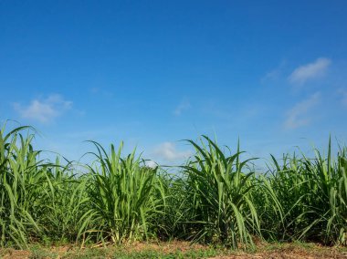 Gün batımında şeker kamışı tarlası