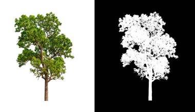 Kesme yolu ile şeffaf resim arkaplan üzerinde ağaç, kırpma yolu olan tek ağaç ve siyah arkaplanda alfa kanalı