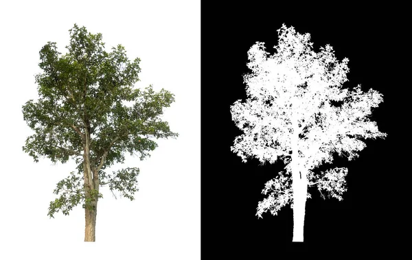 在白色背景上隔离的树既适合打印 也适用于网页 — 图库照片