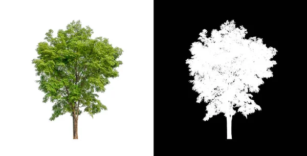 Árbol Sobre Fondo Transparente Con Ruta Recorte Árbol Único Con —  Fotos de Stock