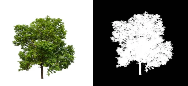 Árbol Sobre Fondo Transparente Con Ruta Recorte Árbol Único Con —  Fotos de Stock