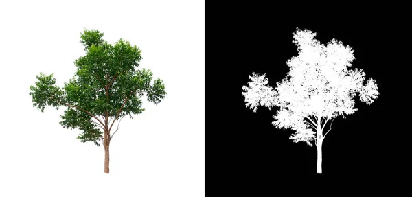 Árbol Sobre Fondo Transparente Con Ruta Recorte Árbol Único Con —  Fotos de Stock