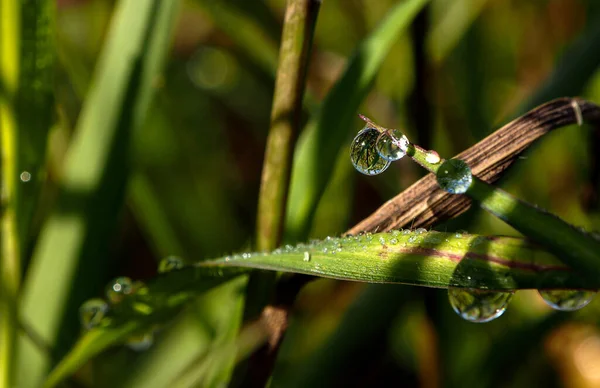 Goutte Rosée Sur Brin Herbe — Photo