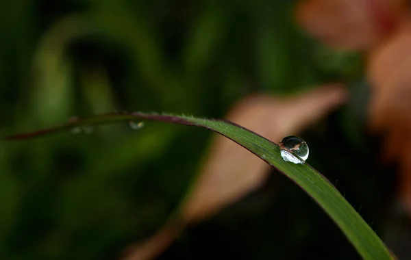 Dew Drop Blade Grass — Stock Photo, Image