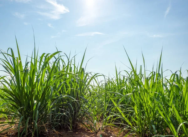 Gün batımında şeker kamışı tarlası