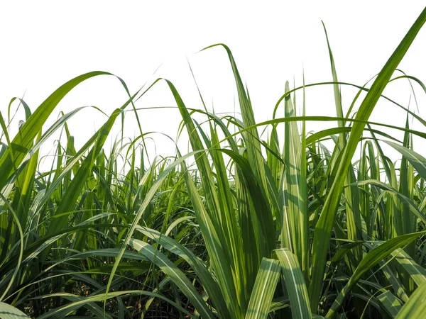 Sockerrörsodlingar Den Tropiska Jordbruksväxten Thailand — Stockfoto