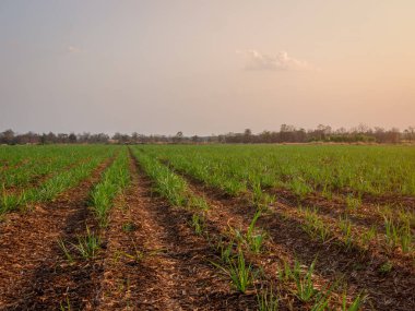 Şeker kamışı tarlaları, tarım bitkileri büyür.