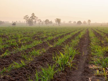 Şeker kamışı tarlaları, tarım bitkileri büyür.