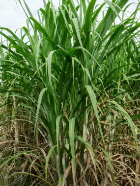 Şeker kamışı tarlaları, Tayland 'daki tropikal tarım bitkileri.