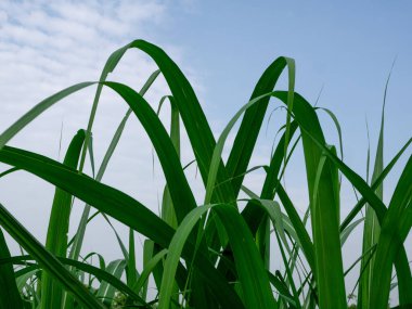 Şeker kamışı yaprakları, tropikal bitkiler, Tayland 'da tarım