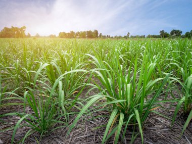 Şeker kamışı yaprakları, tropikal bitkiler, Tayland 'da tarım