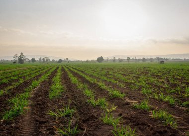 Şeker kamışı tarlaları, Tayland 'daki tropikal tarım bitkileri.