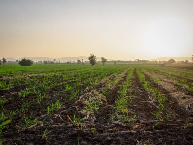 Şeker kamışı tarlaları, tarım bitkileri büyür.