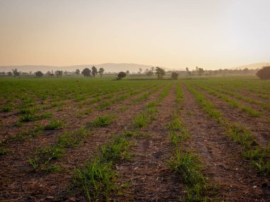 Şeker kamışı tarlaları, tarım bitkileri büyür.