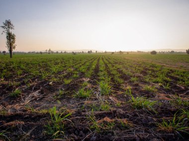 Şeker kamışı tarlaları, tarım bitkileri büyür.