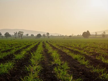 Şeker kamışı tarlaları, tarım bitkileri büyür.