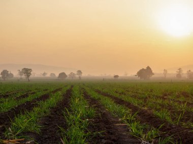 Şeker kamışı tarlaları, tarım bitkileri büyür.