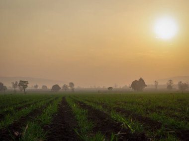 Akşamları şeker kamışı ekimi ve şeker kamışı ekimi, gün batımı