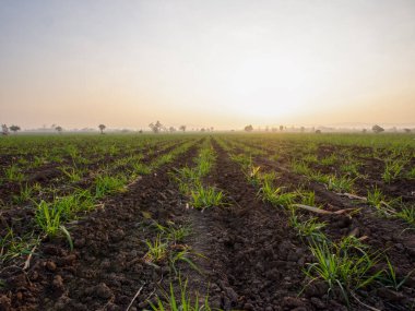 Şeker kamışı tarlaları, tarım bitkileri büyür.
