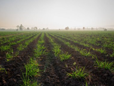 Şeker kamışı tarlaları, Tayland 'daki tropikal tarım bitkileri.