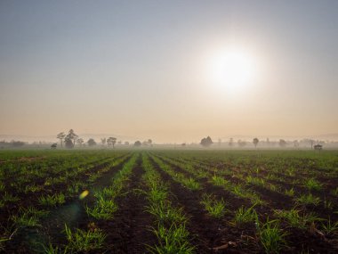 Şeker kamışı tarlaları, Tayland 'daki tropikal tarım bitkileri.