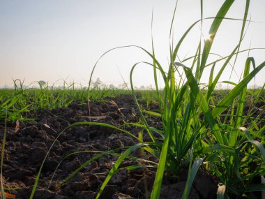 Şeker kamışı tarlaları, Tayland 'daki tropikal tarım bitkileri.