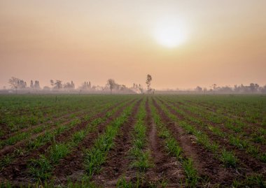 Şeker kamışı tarlaları, tarım bitkileri büyür.