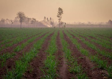 Şeker kamışı tarlaları, Tayland 'daki tropikal tarım bitkileri. 
