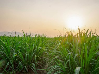 Akşamları şeker kamışı ekimi ve şeker kamışı ekimi, gün batımı