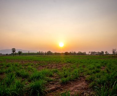 Akşamları şeker kamışı ekimi ve şeker kamışı ekimi, gün batımı