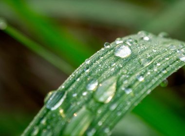 Şeker kamışı yapraklarına çiy damlaları düşer.