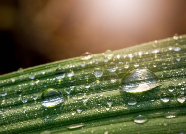 Şeker kamışı yapraklarına çiy damlaları düşer.