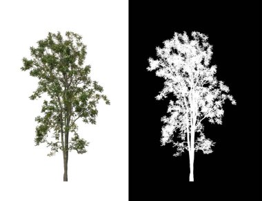 Beyaz arkaplanda izole edilmiş ağaç hem yazdırma hem de web sayfaları için uygundur