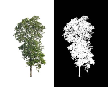 kırpma yolu ve alfa kanalı ile beyaz arkaplanda izole edilmiş ağaç